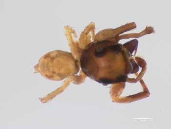 Media type: image;   Invertebrate Zoology 21748